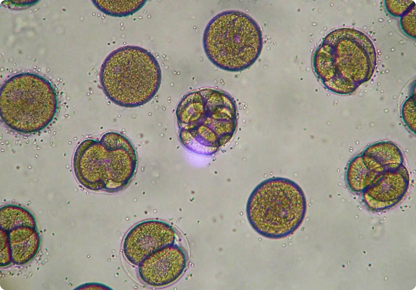 Microscopic Image Annotation